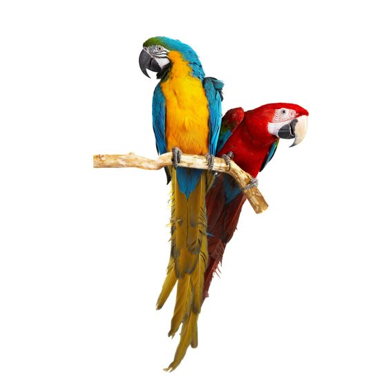 Kleurrijke are papegaai