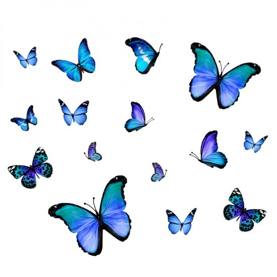 muursticker raamsticker vlinders blauw jongenskamer ideeen inspiratie vrolijk vogelbescherming