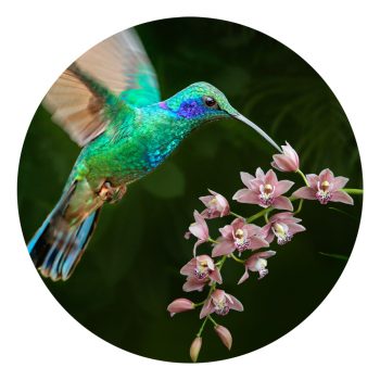 muurcirkel sticker kolibrie hummingbird