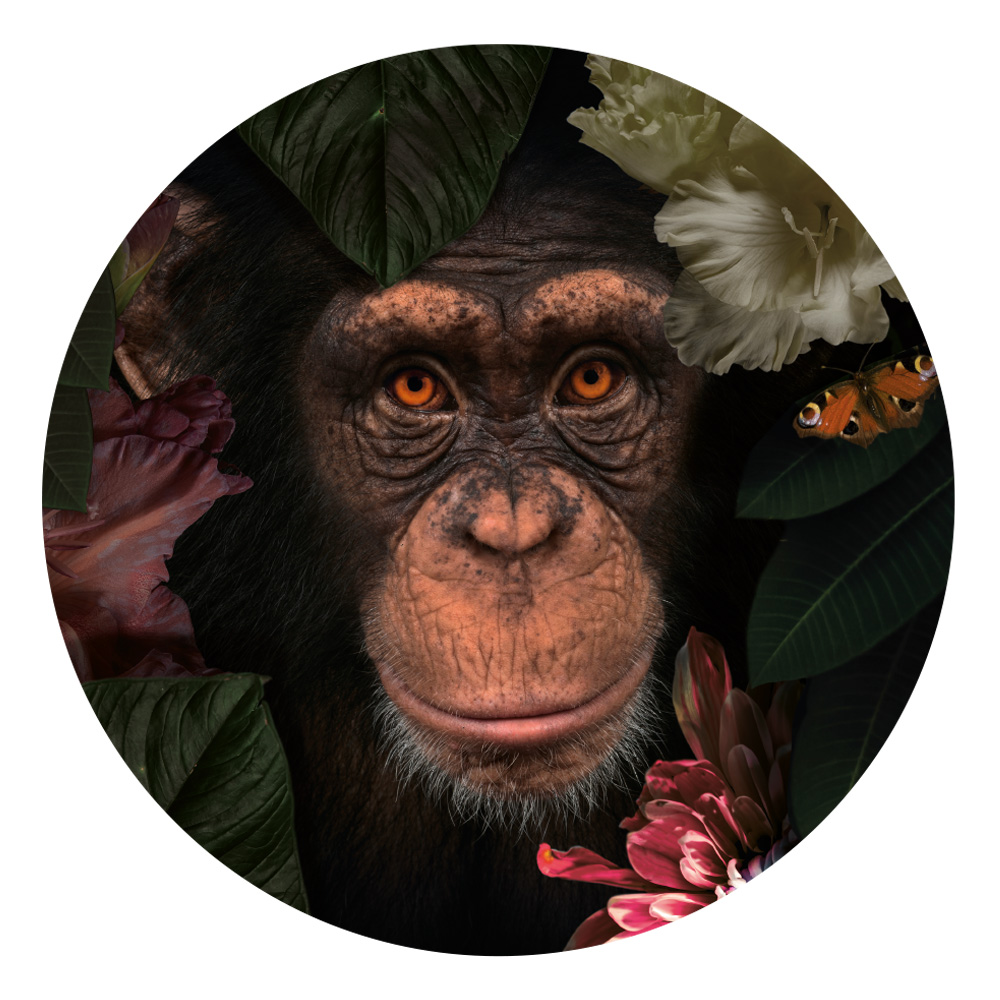 Muursticker aap v.a. 7,95 & Gratis Verzending - Bekijk Sticker